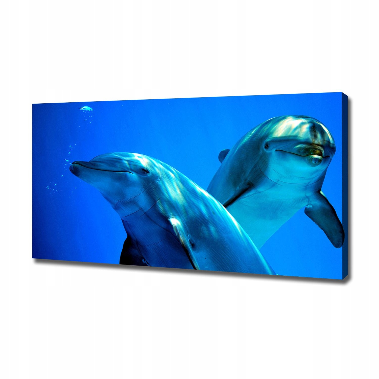 

Foto obraz canvas na ścianę Dwa delfiny 120x60 cm