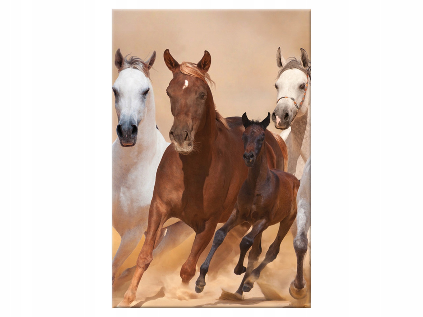 

Obraz 60x90 Pejzaż Konie w galopie Koń 1 element