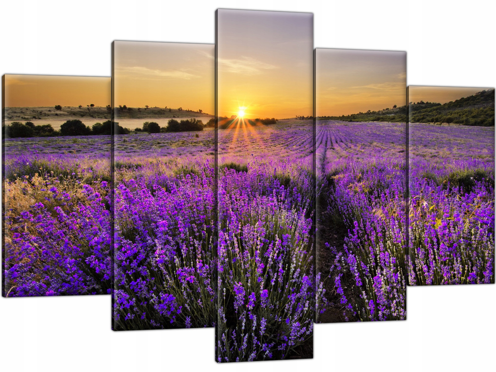 

Fotoobraz Pole Lawendy 150x100 Tryptyk do salonu