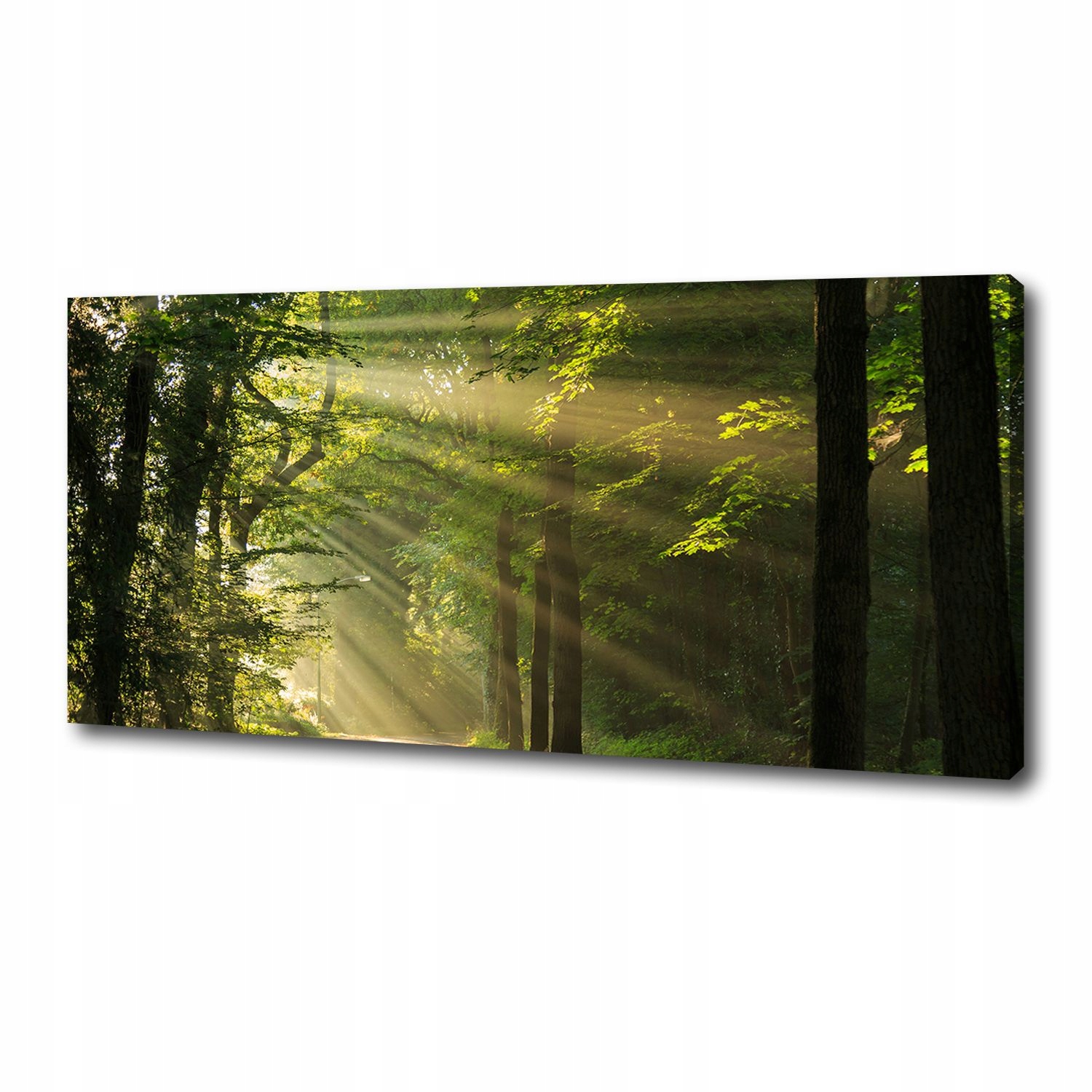 

Foto obraz duży na płótnie Las w słońcu 125x50 cm