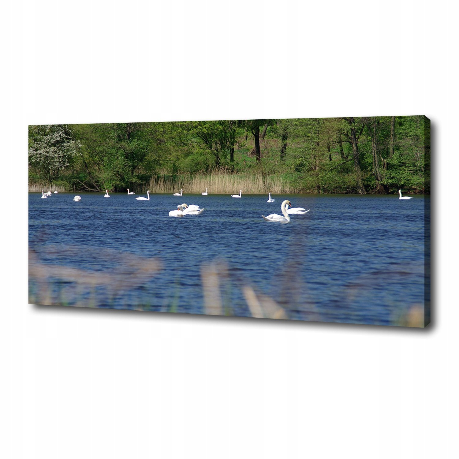 

Foto obraz na płótnie Białe łabędzie 125x50 cm