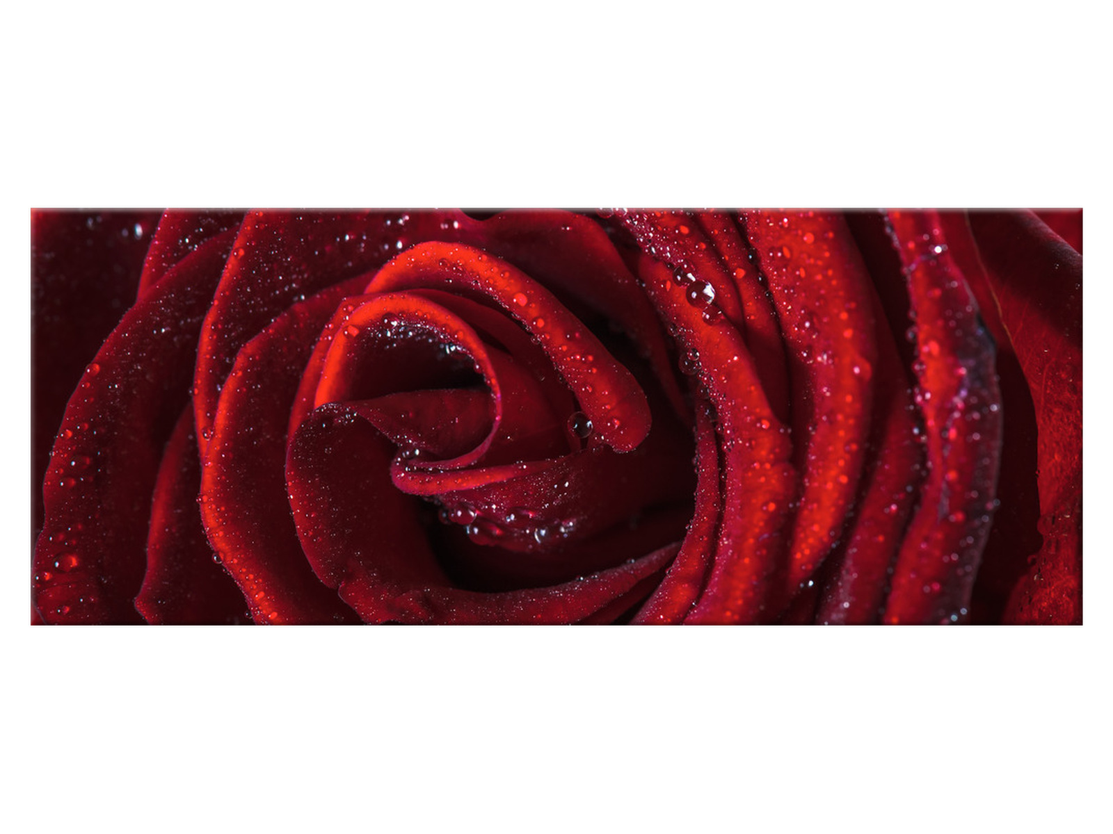 

Obraz Bordowa róża 100x40 Kwiaty 2047A_1I Płótno