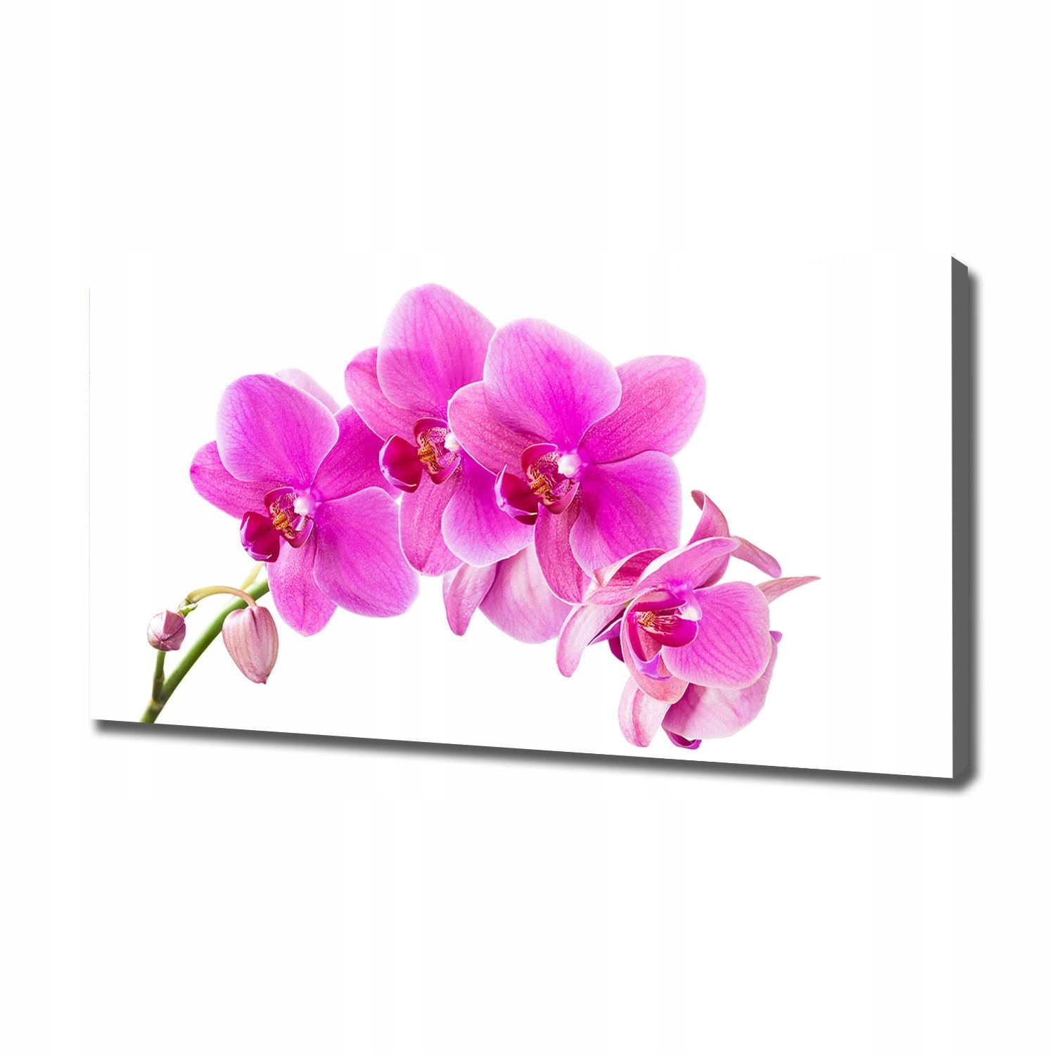 

Foto obraz na płótnie Różowa orchidea 120x60 cm