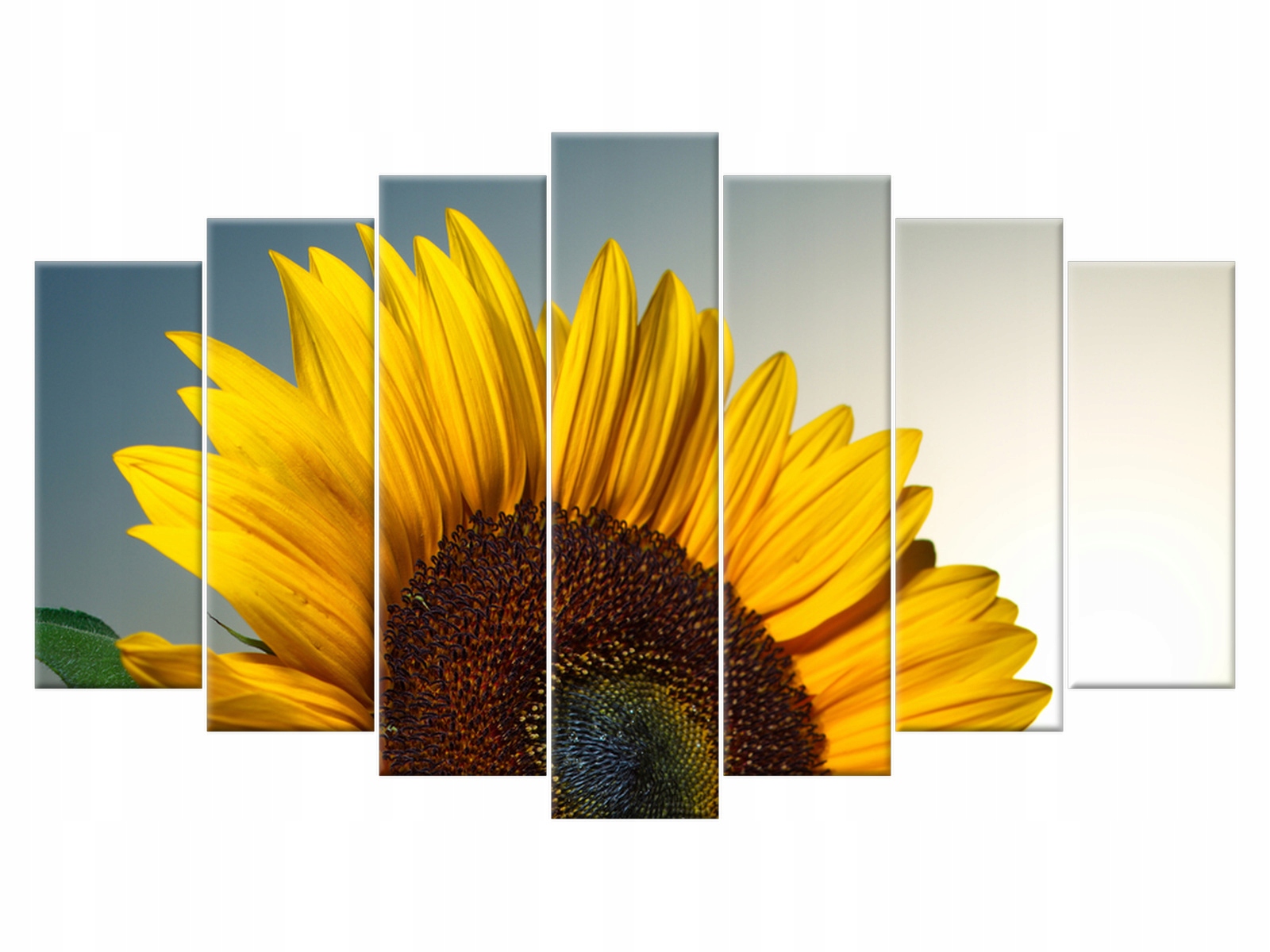 

Obraz 140x80 Kwiaty Słonecznik Słoneczniki