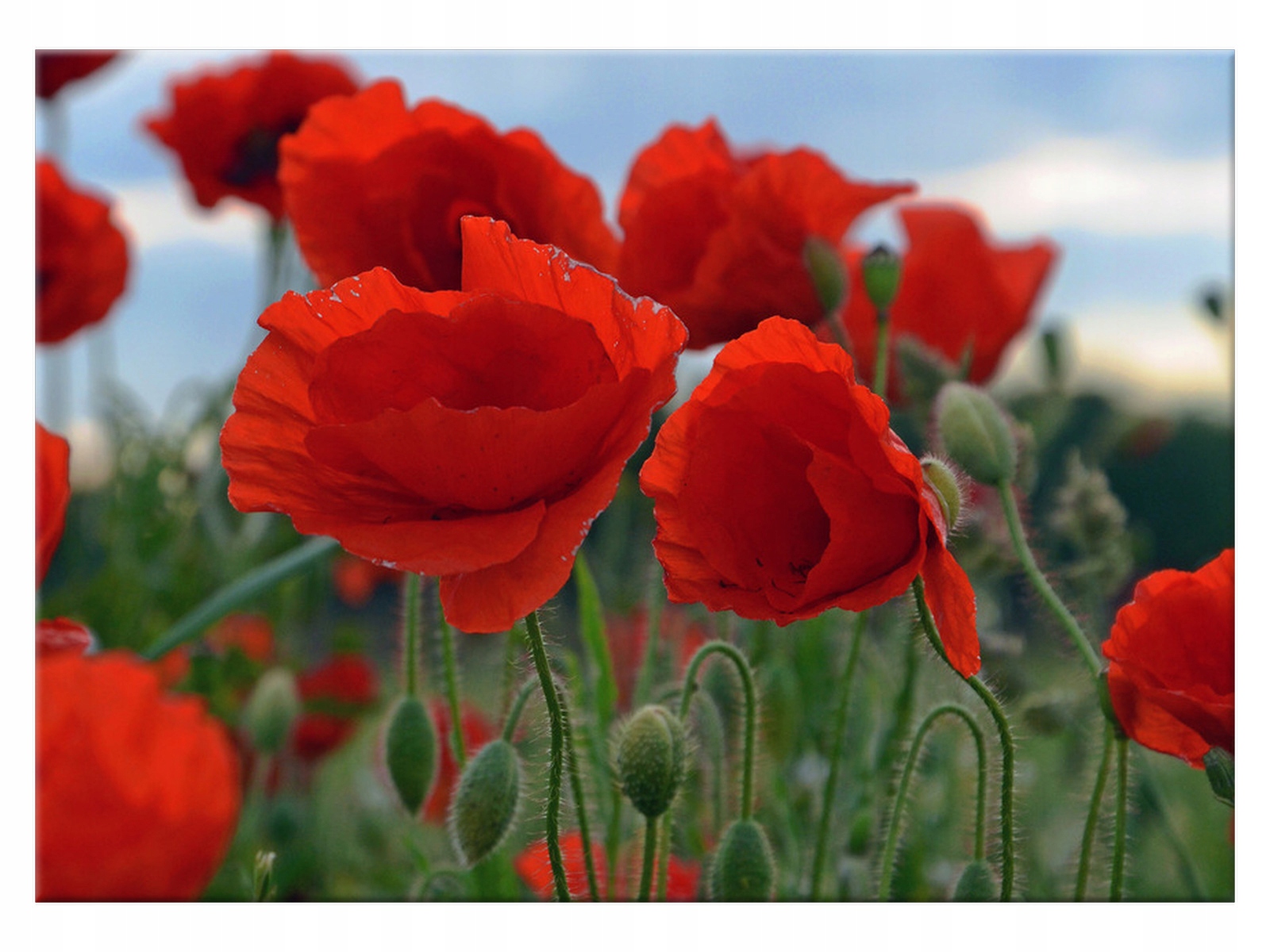 

Obraz Kwiaty Maki 70x50 Rośliny na ścianę salon