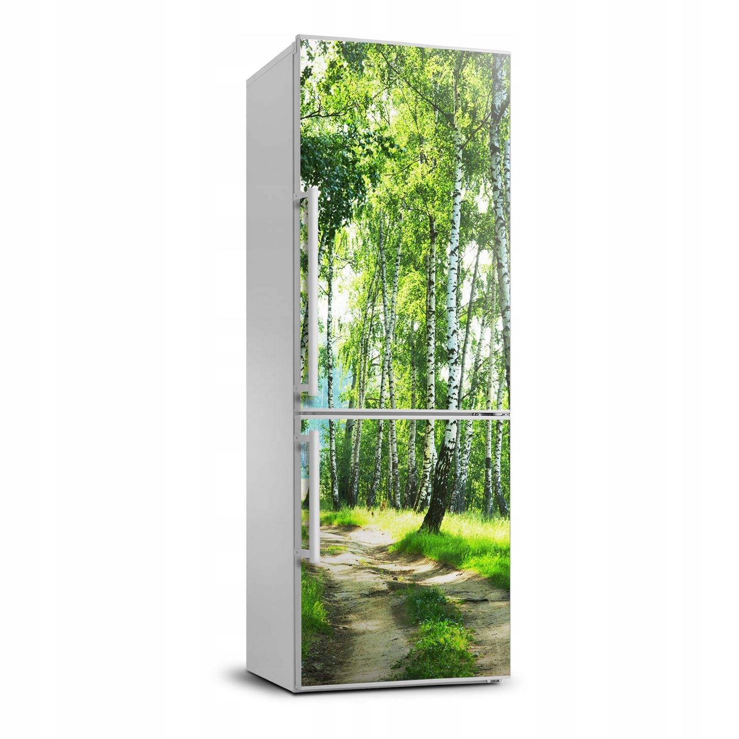 

Naklejka fototapeta na lodówkę Las brzozowy 70x190