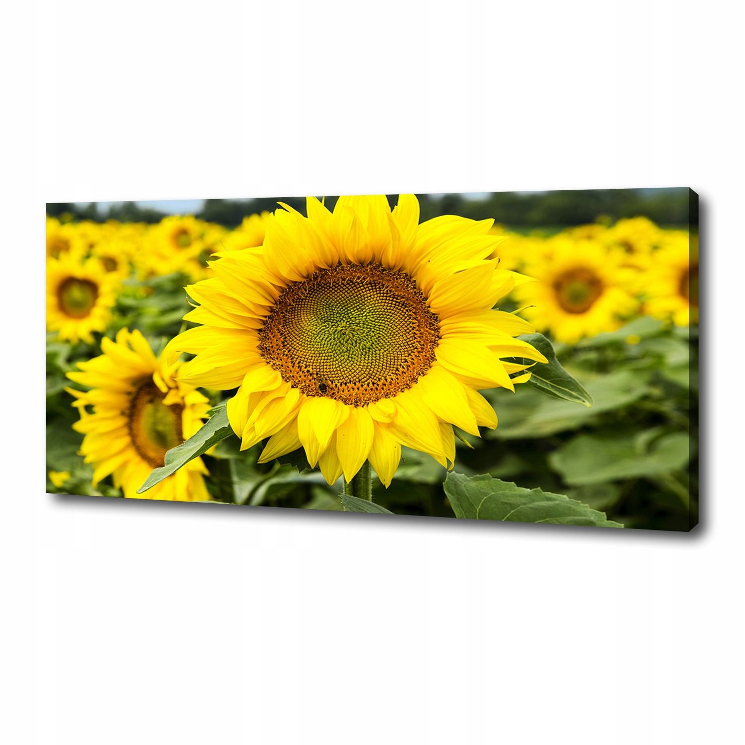 

Foto obraz na płótnie Pole słoneczników 125x50 cm