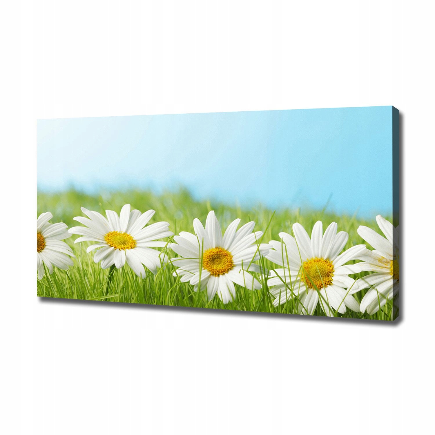

Foto obraz canvas na ścianę Stokrotki 120x60 cm