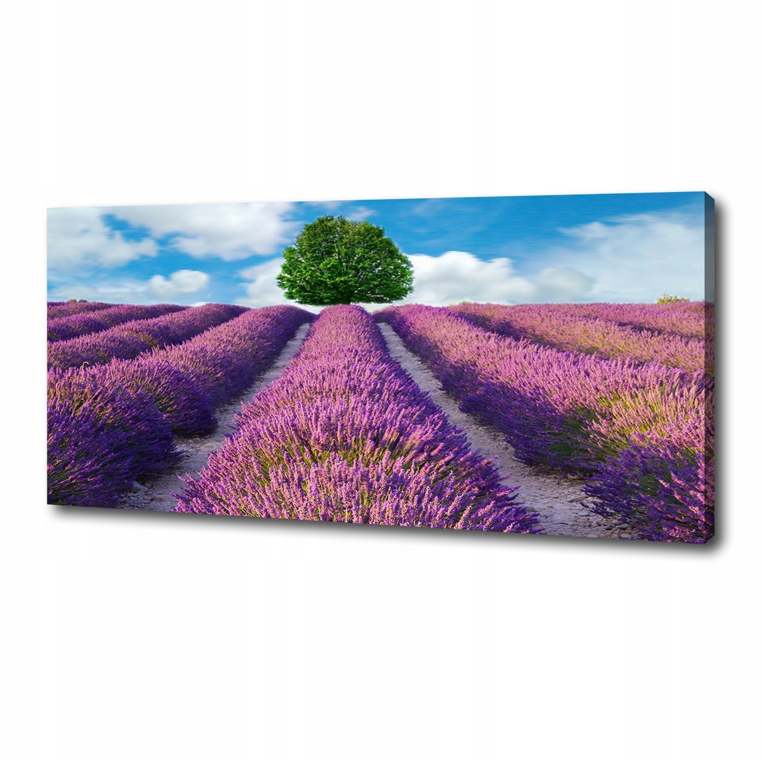 

Foto obraz duży na płótnie Pole lawendy 125x50 cm