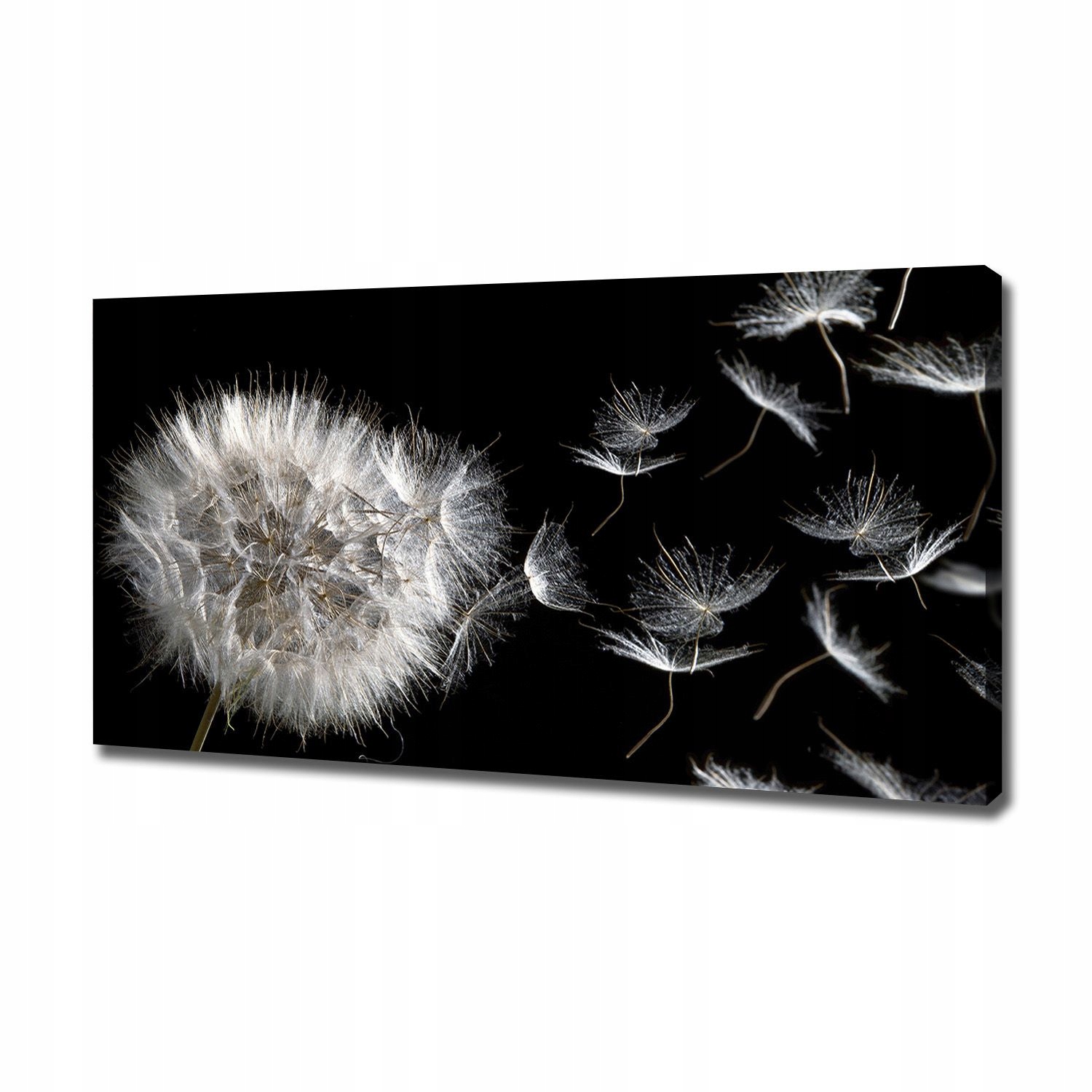 

Foto obraz canvas na ścianę Dmuchawiec 120x60 cm