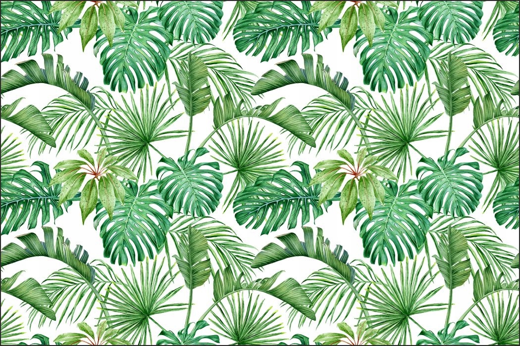 

Fototapeta Liście Monstera 300 x 450 /688154860
