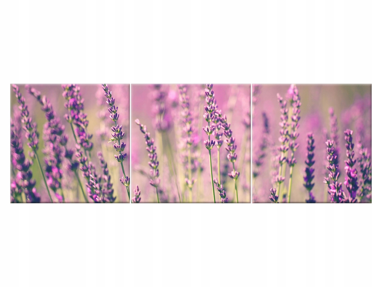 

Obraz TryptykLawenda 90x30 Lawenda Niebo do salonu