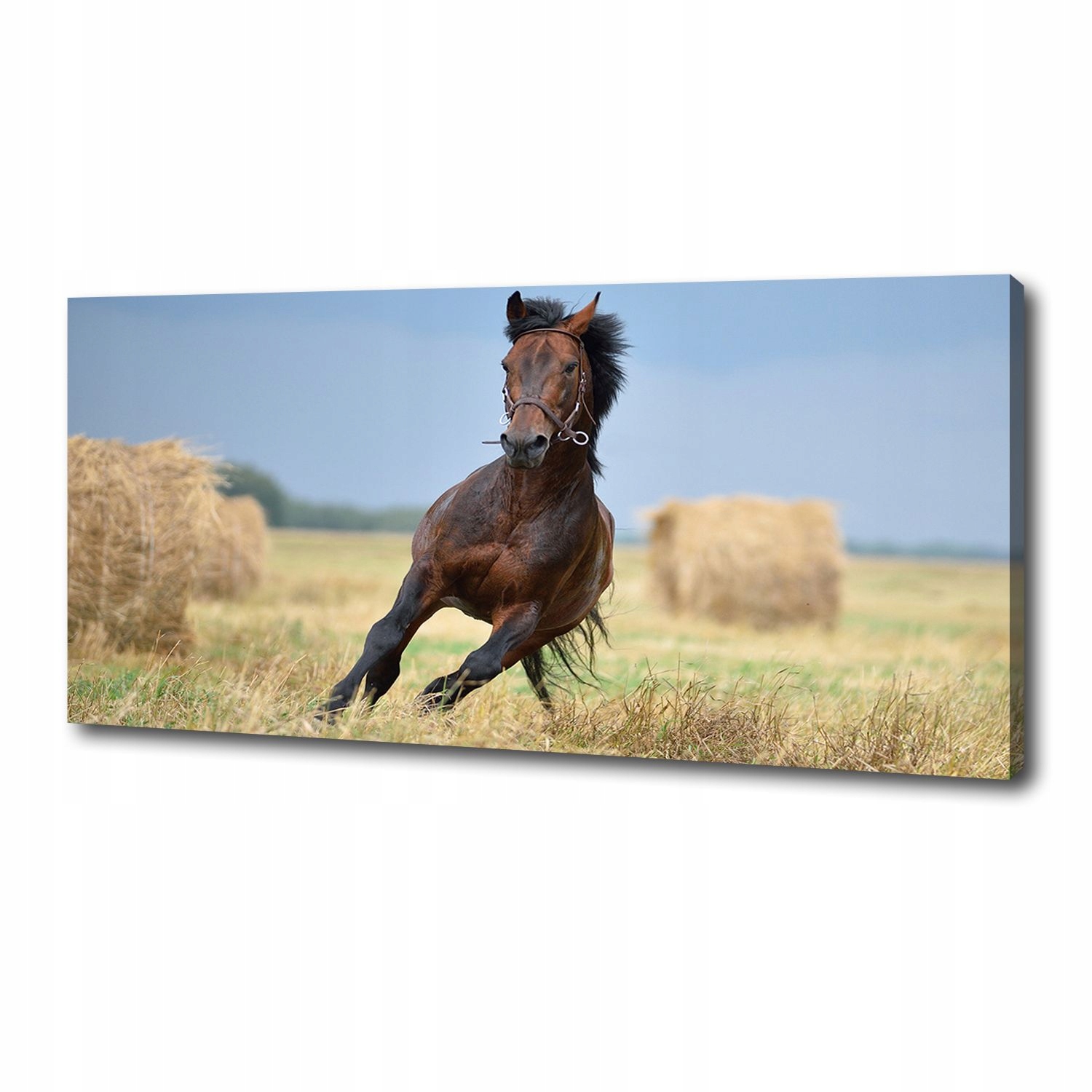 

Foto obraz na płótnie Koń w galopie 125x50 cm