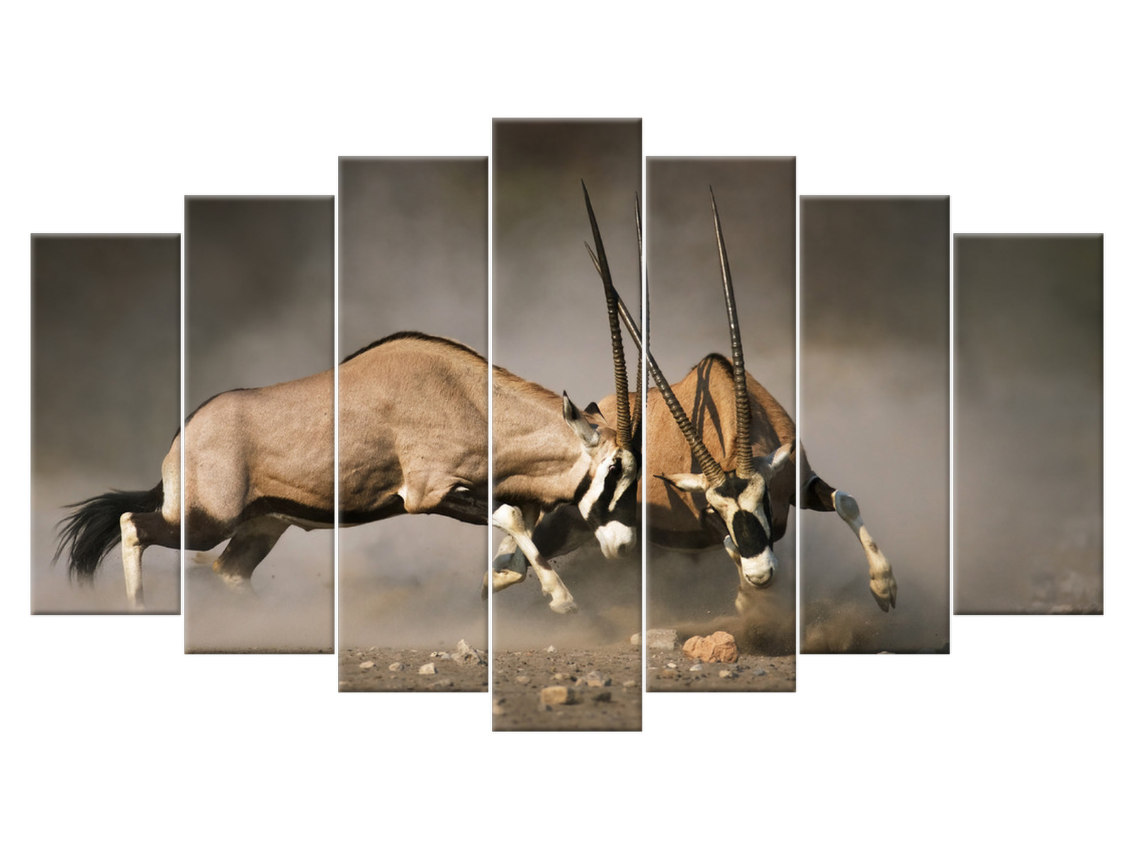 

Obraz 140x80 Zwierzęta Walka gemsboków Płótno