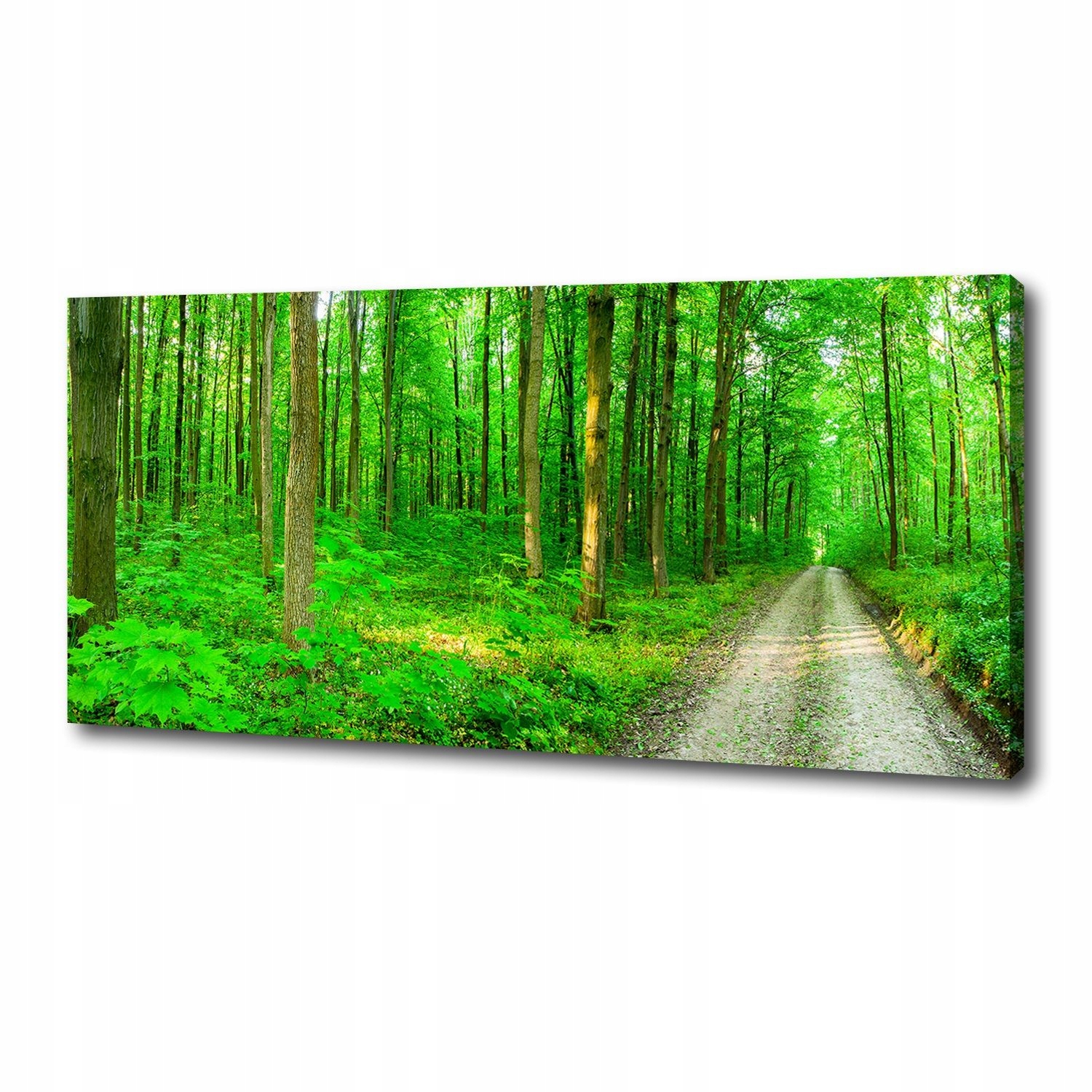 

Foto obraz na płótnie Drzewa w lesie 125x50 cm