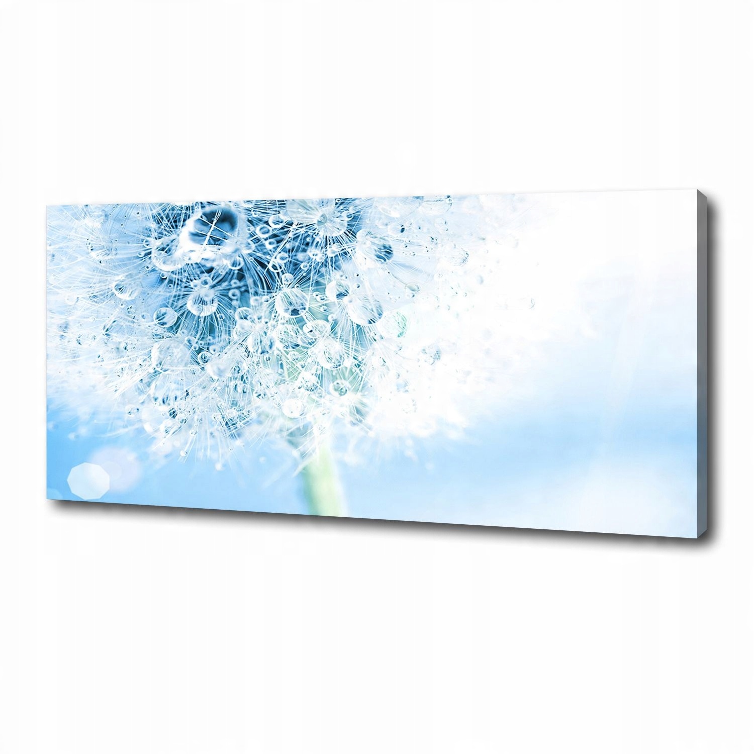 

Foto obraz canvas na ścianę Dmuchawiec 125x50 cm