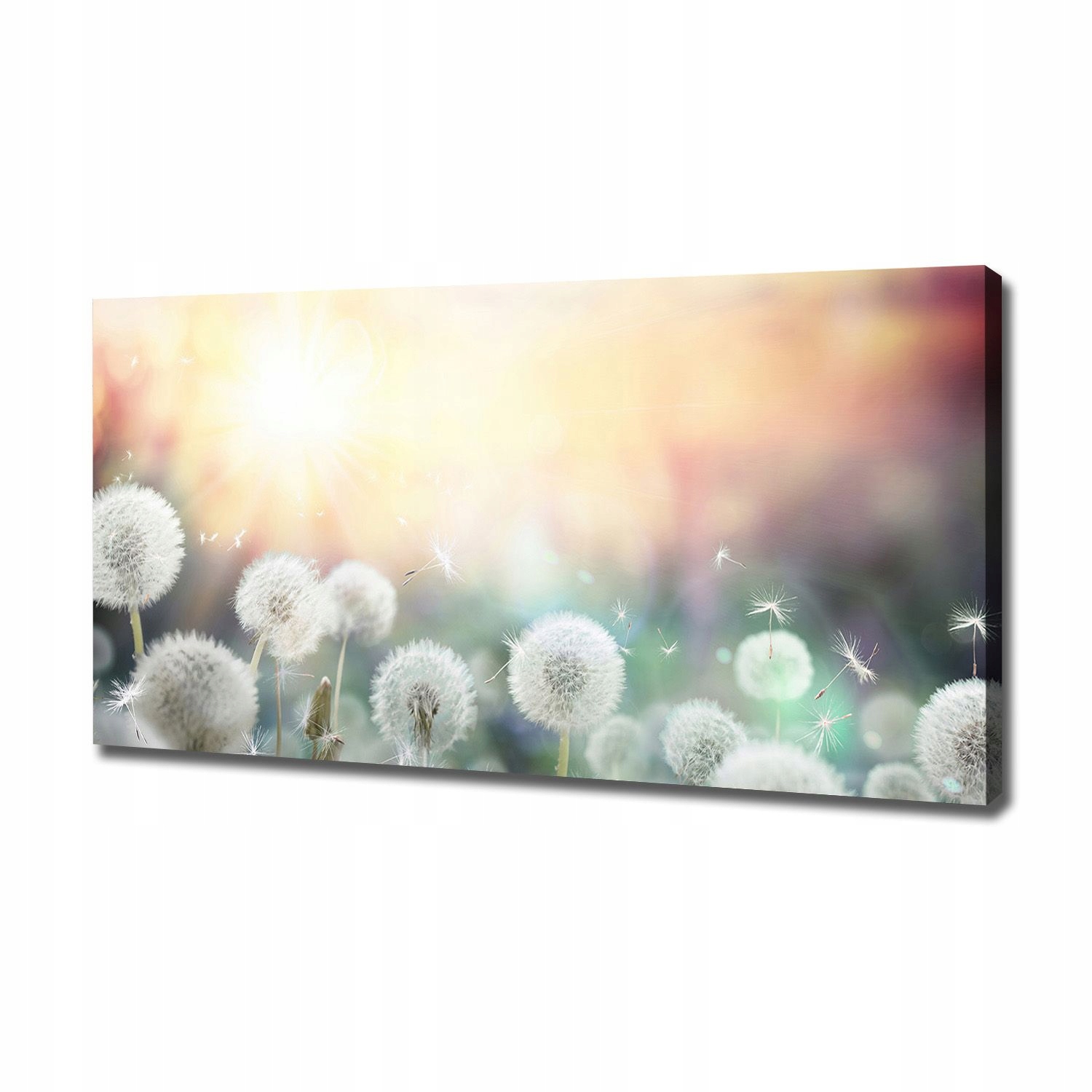 

Foto obraz na płótnie Pole dmuchawców 120x60 cm