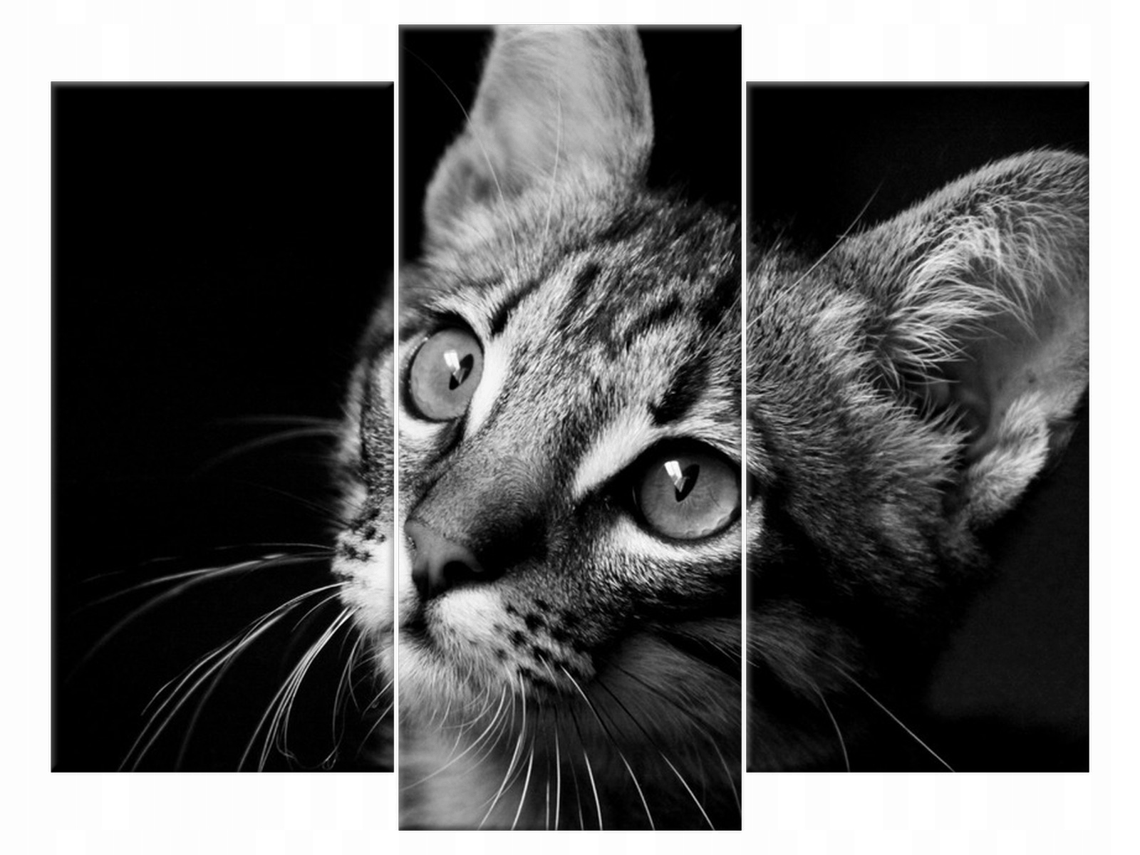 

Obraz na płótnie Kot Spojrzenie 90x70 do salonu