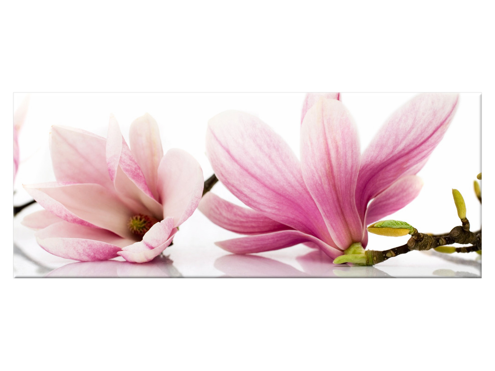 

Obraz Różowe magnolie 100x40 Kwiaty 1179A_1I