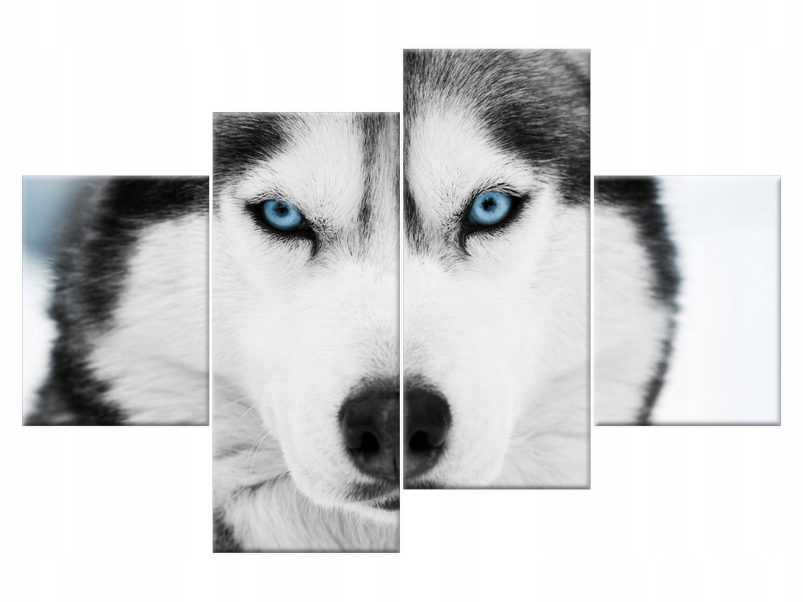 

Obraz Zwierzęta Husky Pies 120x80 Pies do salonu