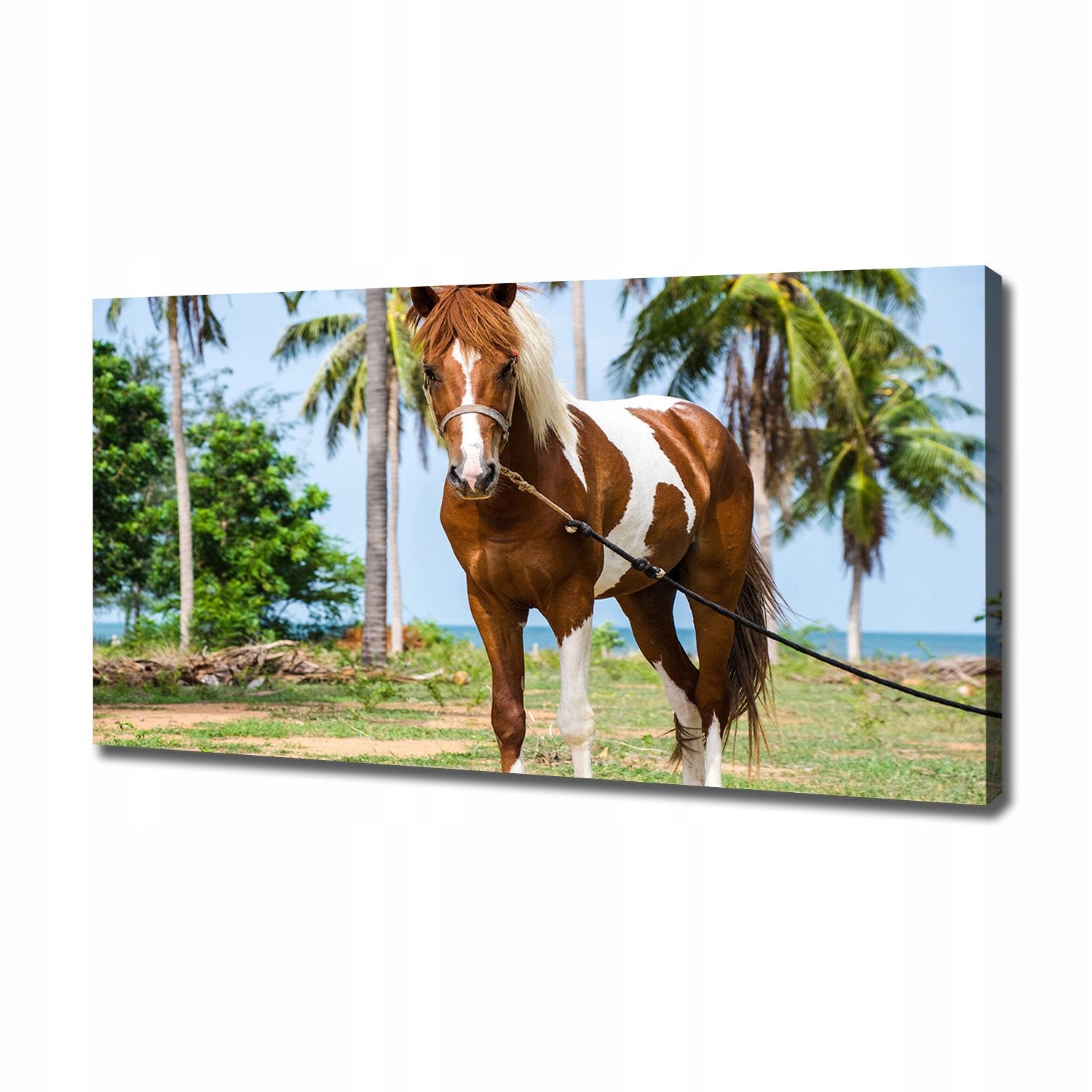 

Foto obraz canvas na ścianę Łaciaty koń 120x60 cm