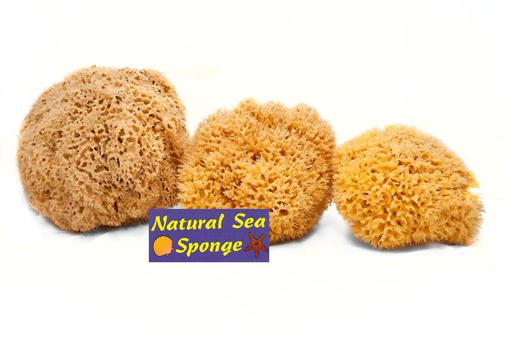 NATURALNA GĄBKA MORSKA HONNEY COMB 15-16cm