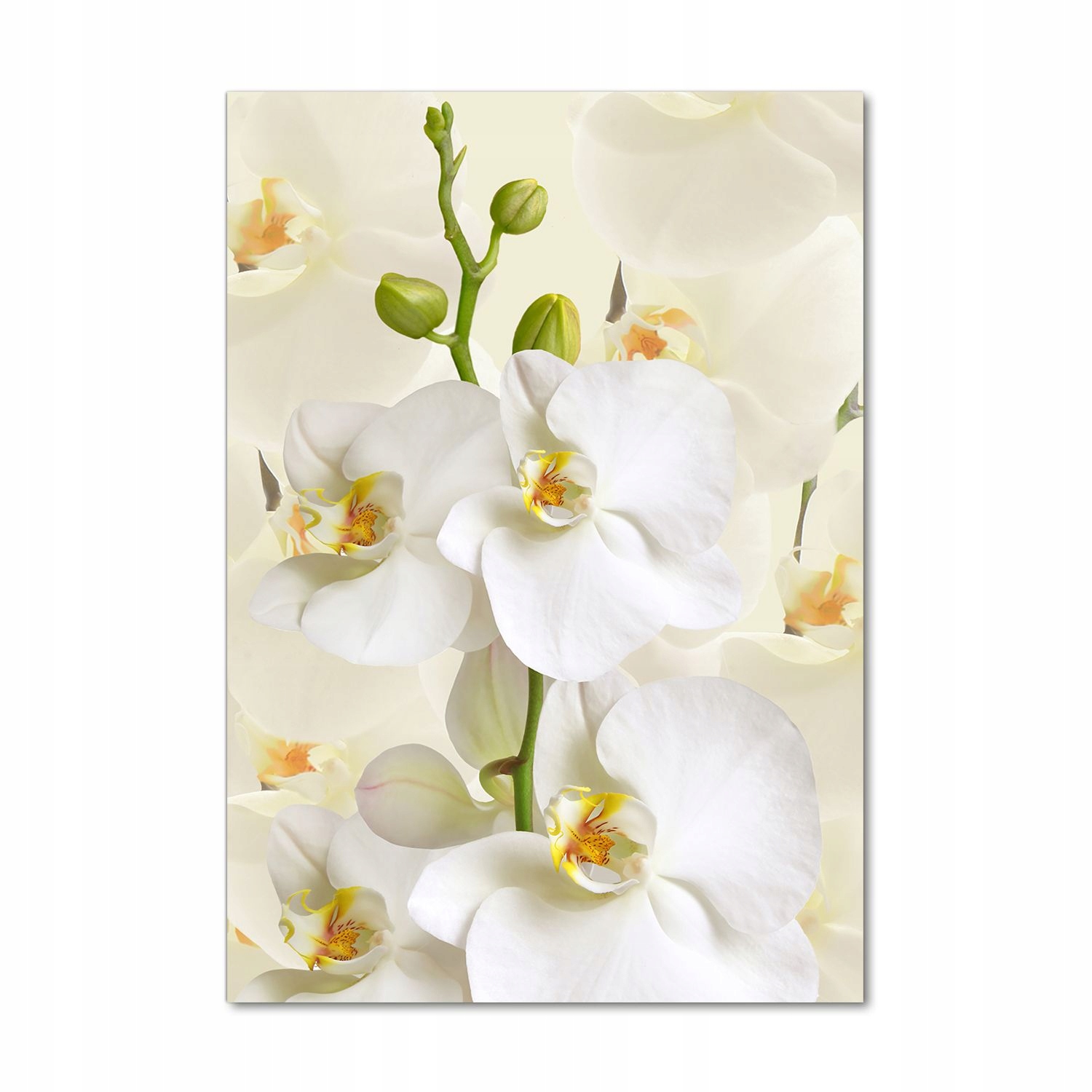 

Foto obraz akryl do salonu Biała orchidea 70x100cm