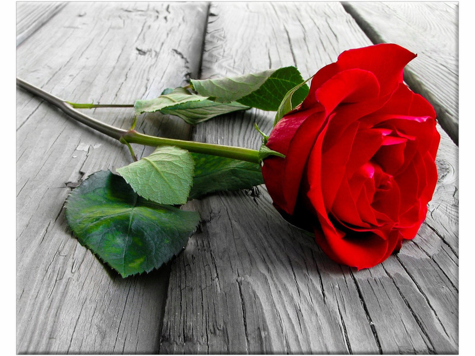 

Czerwona róża na deskach 50x40 Obraz do salonu