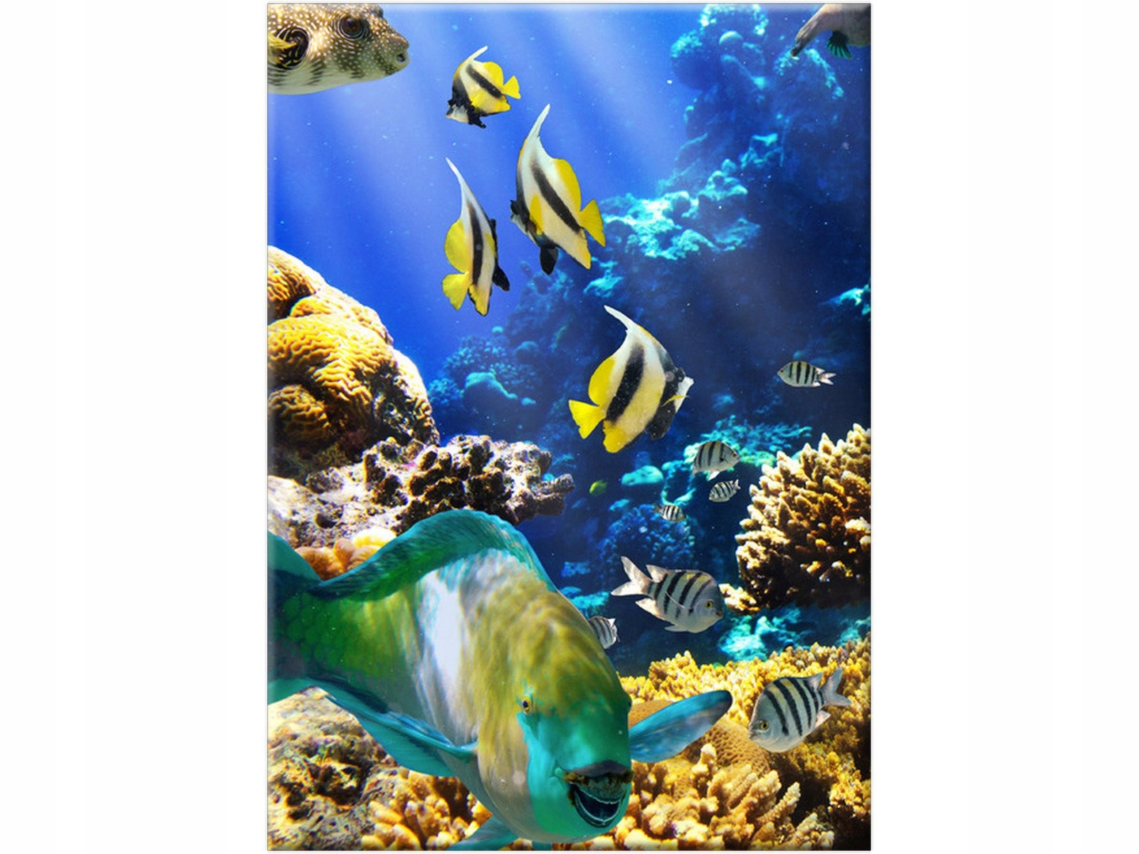 

Rafa koralowa Ocean Akwarium 50x70 Obraz na ścianę
