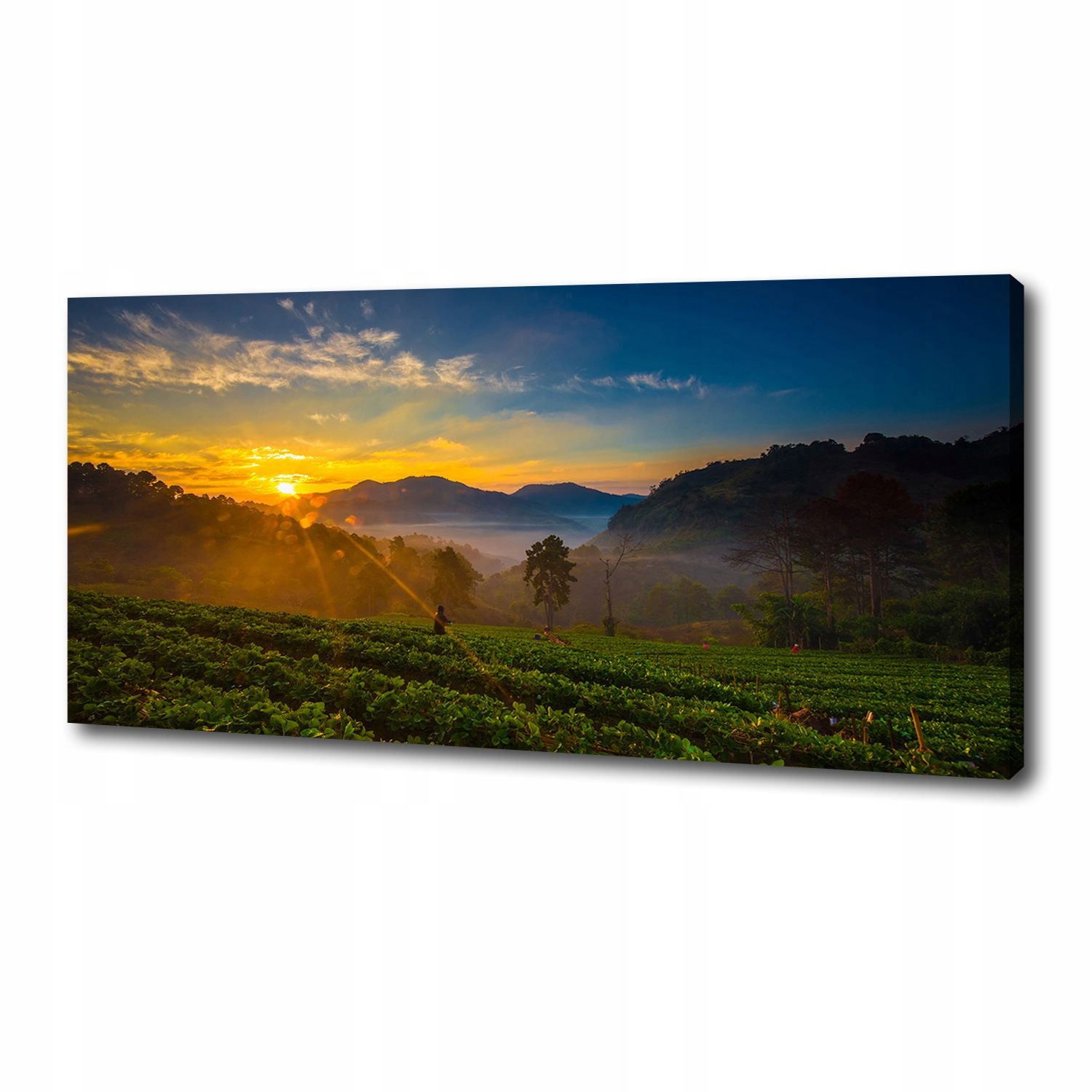 

Foto obraz na płótnie Plantacja herbaty 125x50 cm