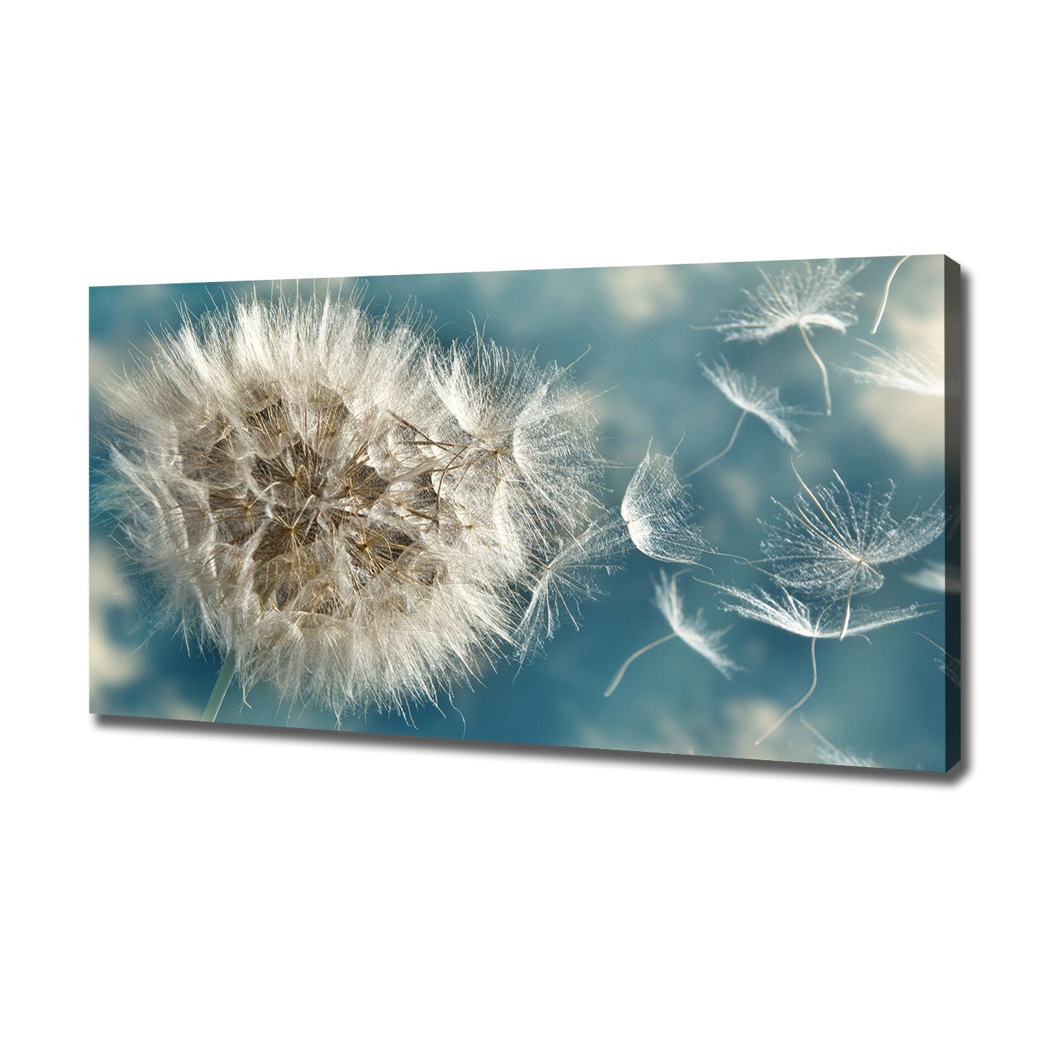 

Foto obraz canvas na ścianę Dmuchawce 120x60 cm