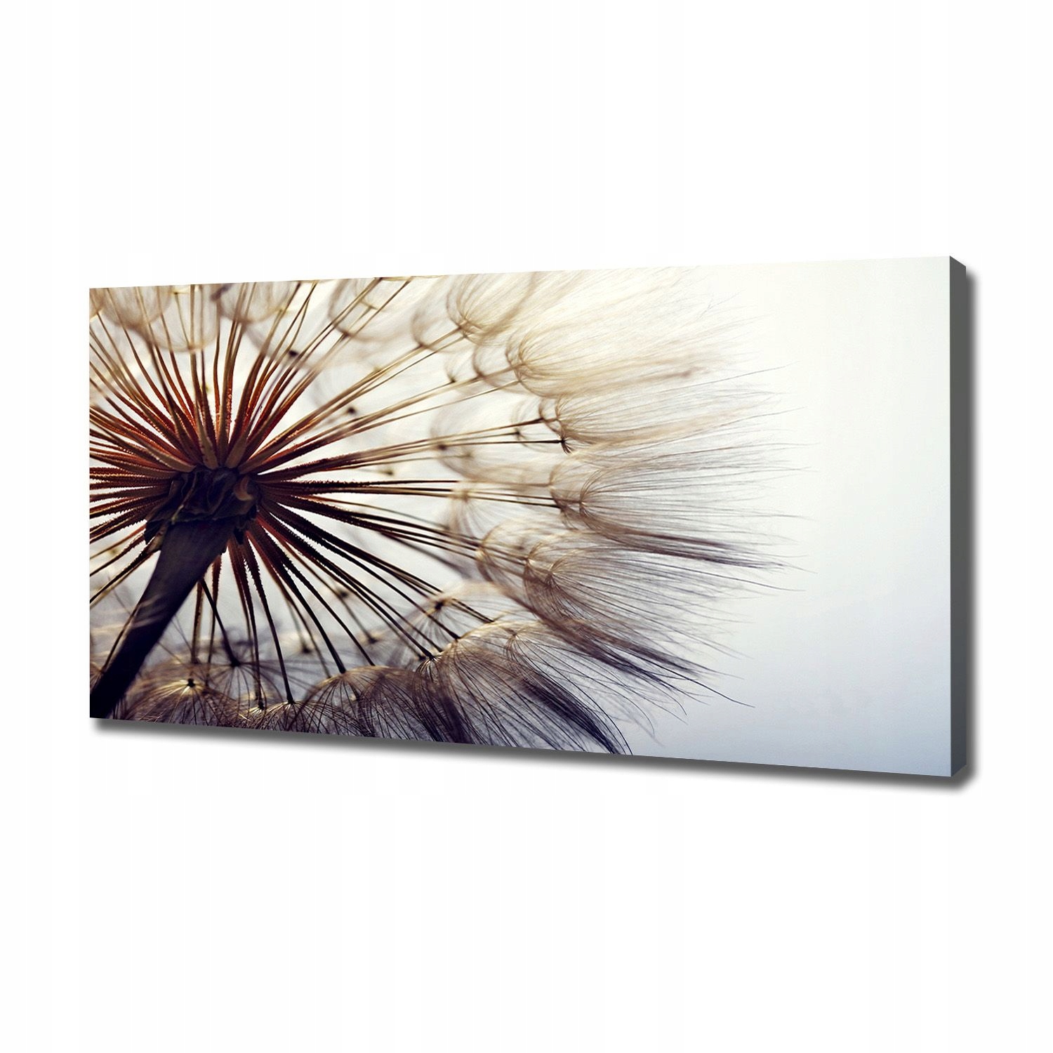 

Foto obraz canvas na ścianę Dmuchawiec 120x60 cm