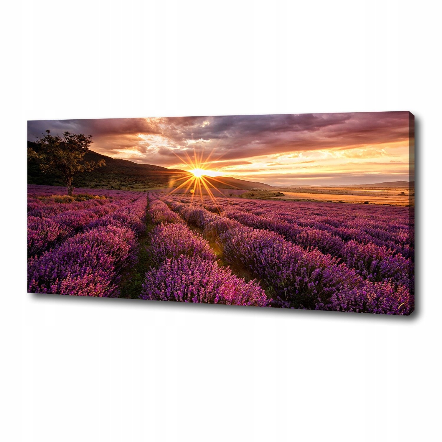 

Foto obraz duży na płótnie Pole lawendy 125x50 cm