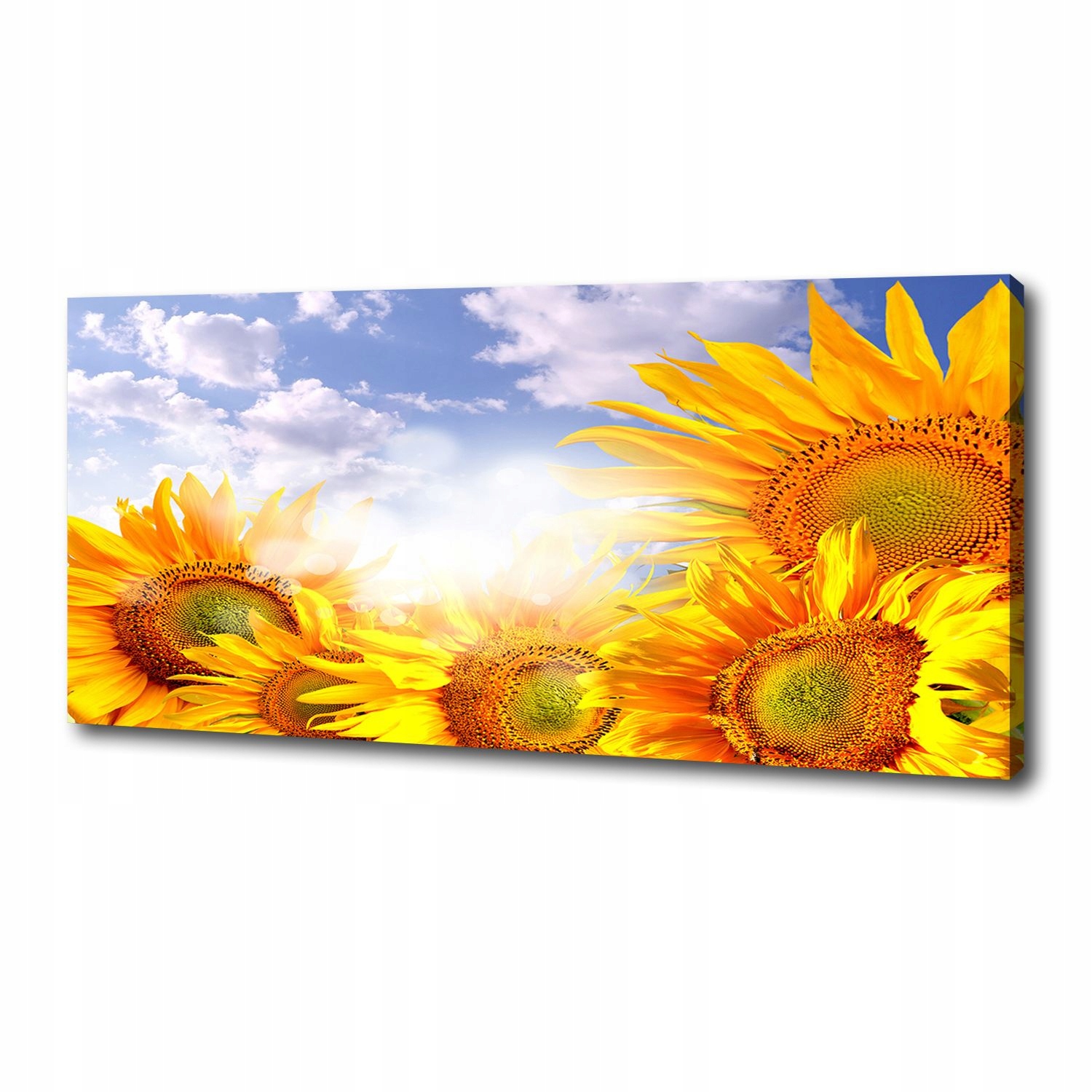 

Foto obraz canvas na ścianę Słoneczniki 125x50 cm