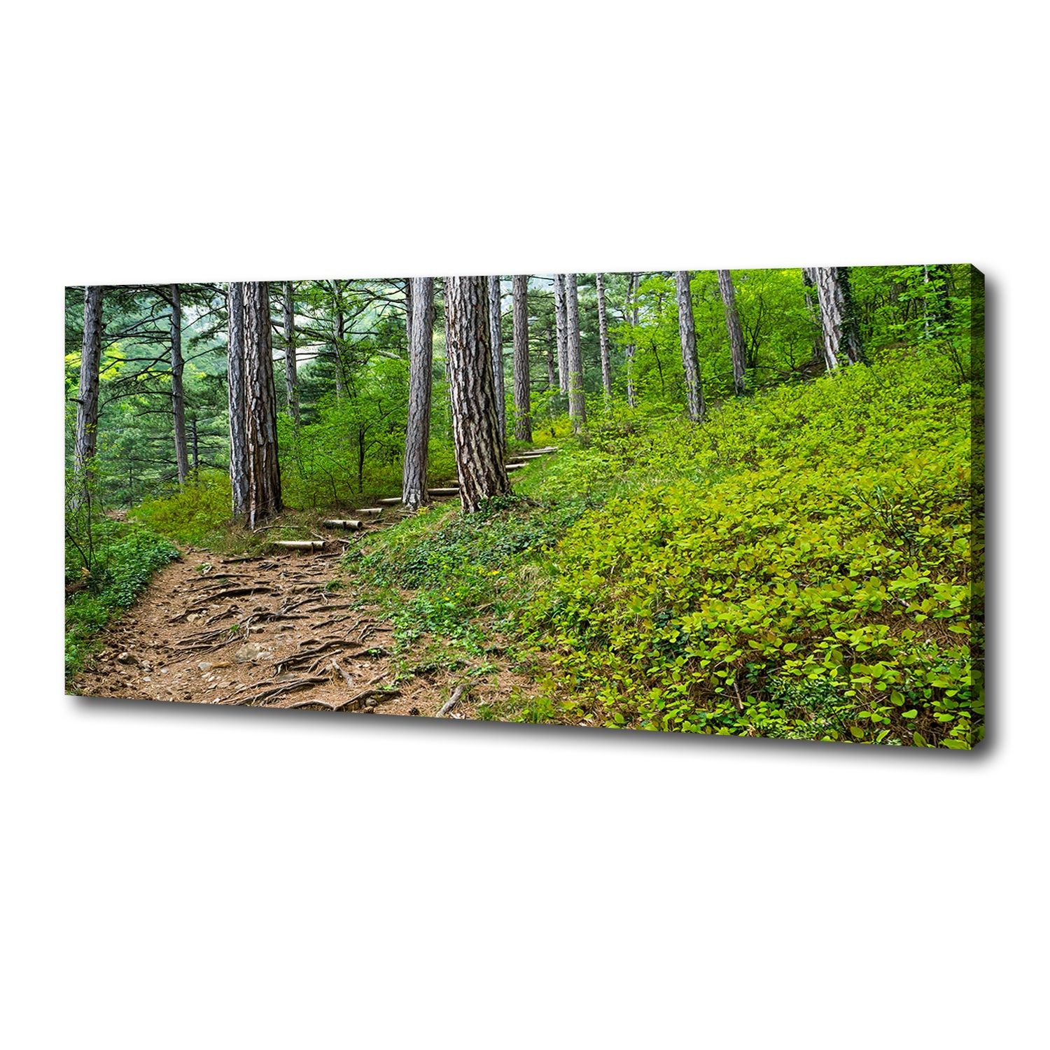 

Foto obraz na płótnie Leśna ścieżka 125x50 cm