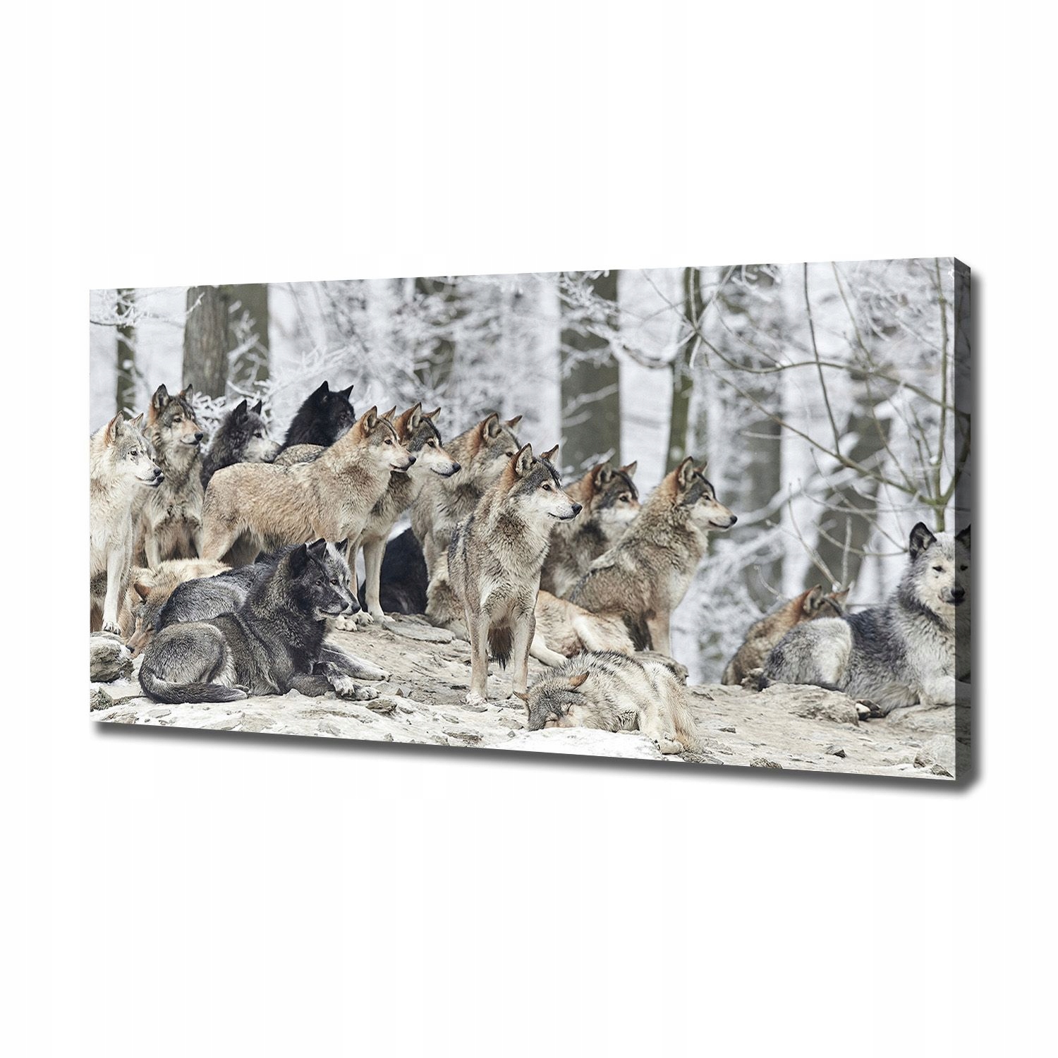 

Foto obraz canvas na ścianę Wilki zimą 120x60 cm