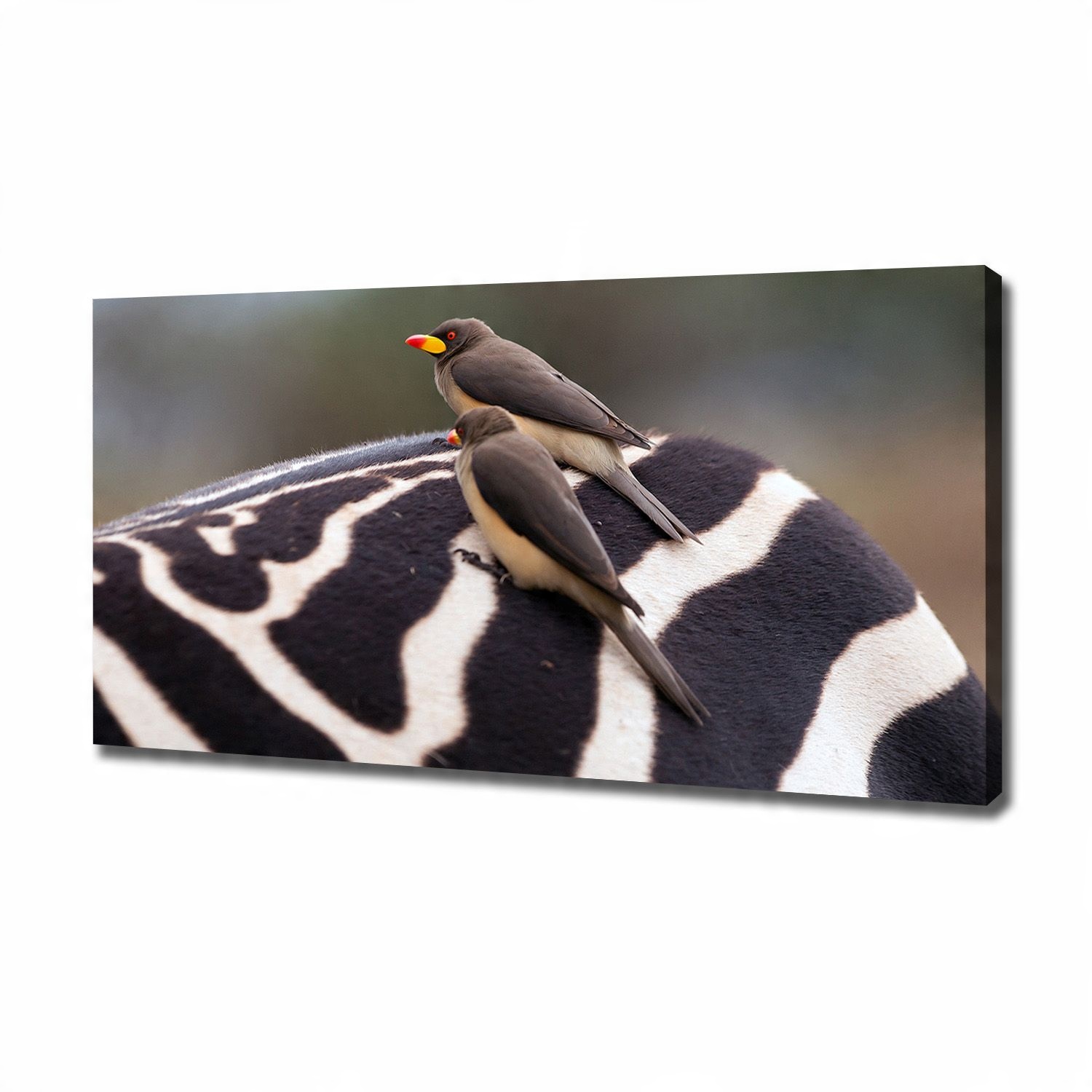 

Foto obraz na płótnie Ptaki i zebra 120x60 cm