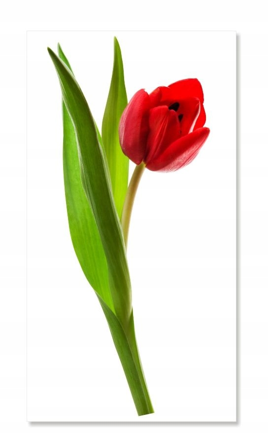 

Naklejka ścienna kwiaty kwiatki 30cm Tulipan 2