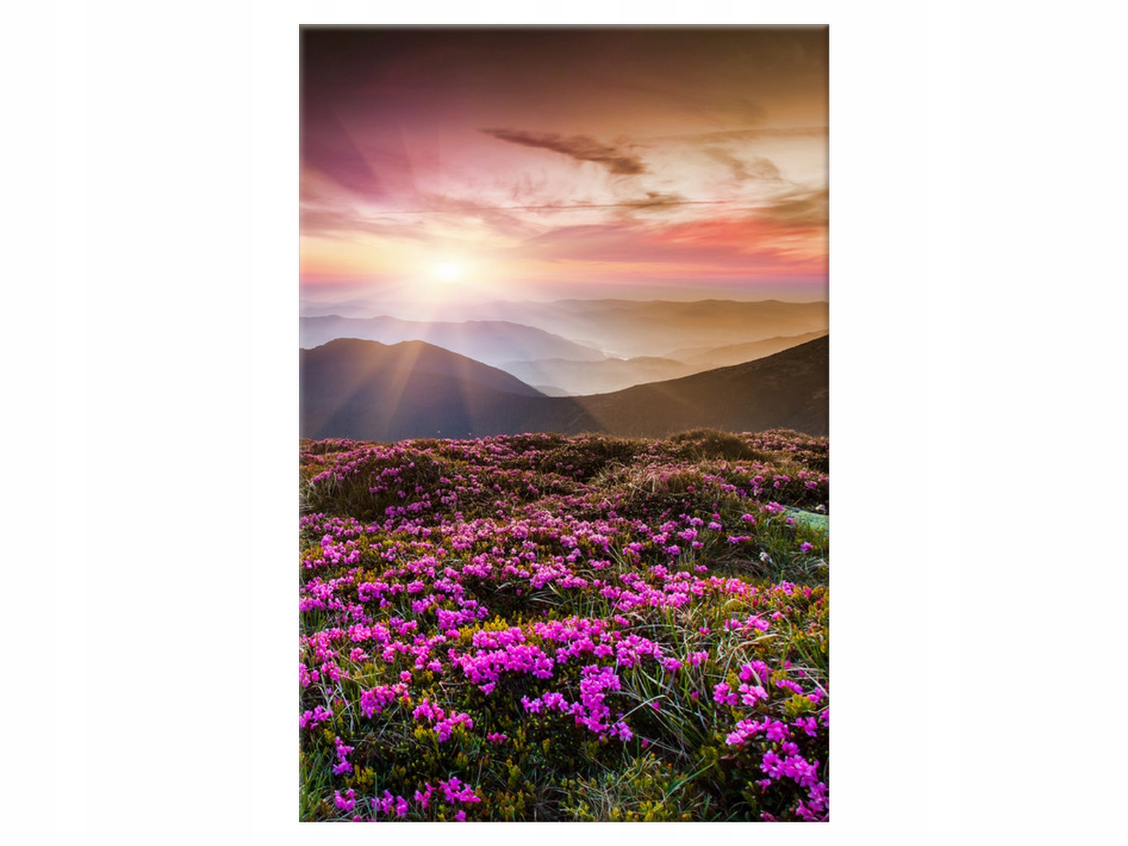 

Obraz 60x90 Łąka Piękny kraj60x90 Zachód słońca