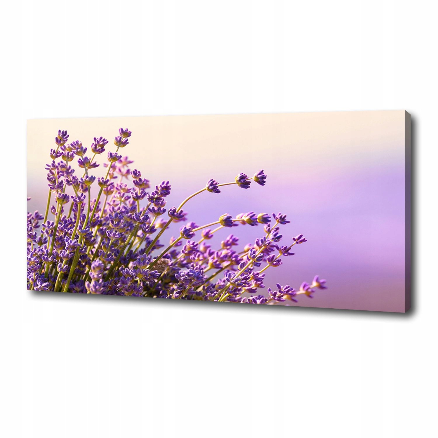 

Foto obraz canvas na ścianę Lawenda 125x50 cm