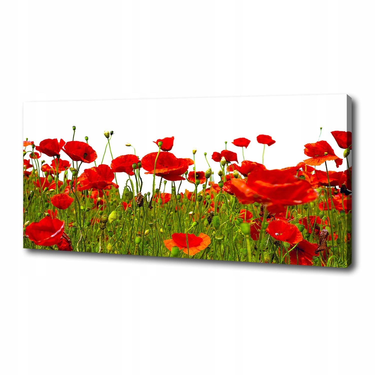 

Foto obraz canvas na ścianę Polne maki 125x50 cm