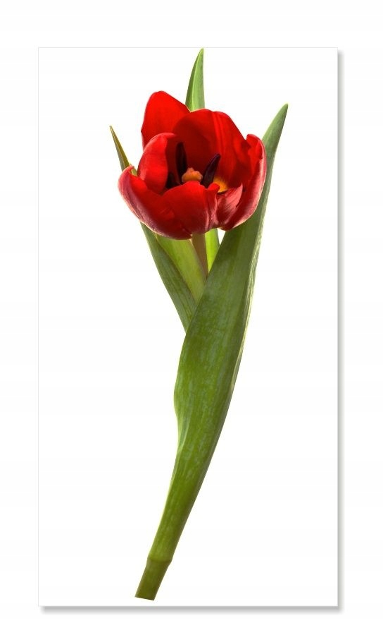 

Naklejka ścienna kwiaty kwiatki 30cm Tulipan 4