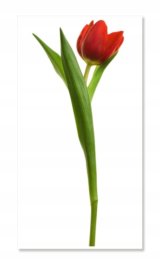 

Naklejki na ścianę meble lustro 70cm Tulipan 3