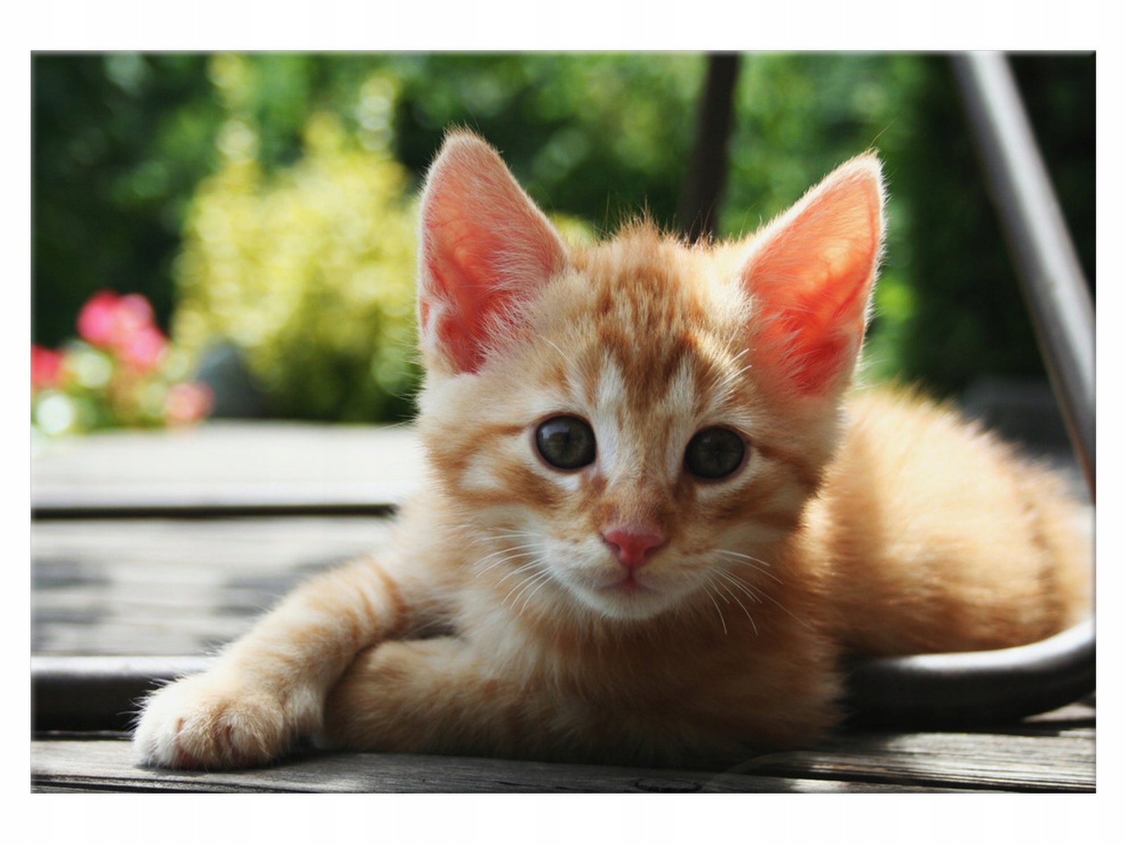 

Obraz na płótnie Zwierzęta Rudy kot 100x70 Kot