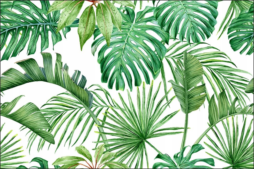 

Fototapeta Liście Monstera 60 x 90 /688154860