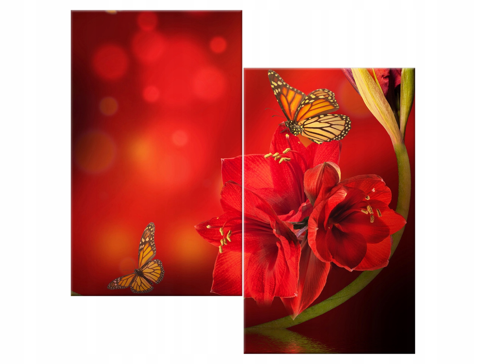 

Obraz Motyl Amarylis i motyle 60x60 Rośliny