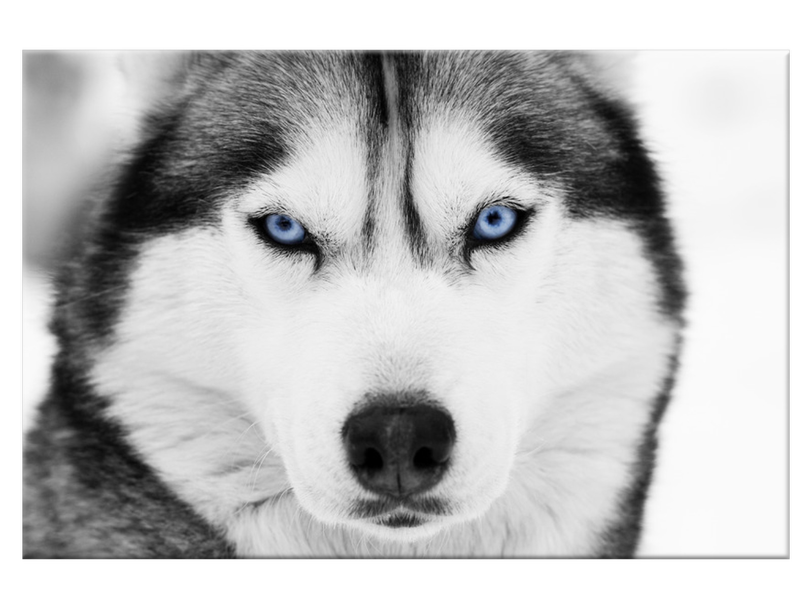 

Obraz Zwierzęta Władcze spojrzenie 120x80 husky
