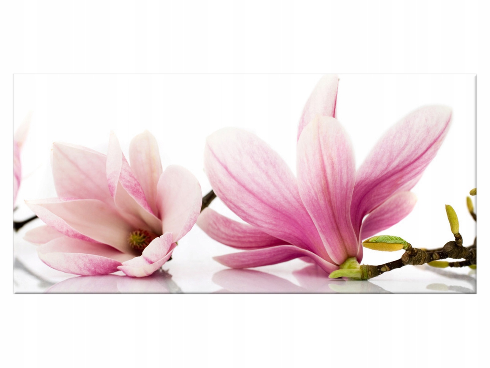 

Obraz Kwiaty Różowe magnolie 115x55 Magnolie