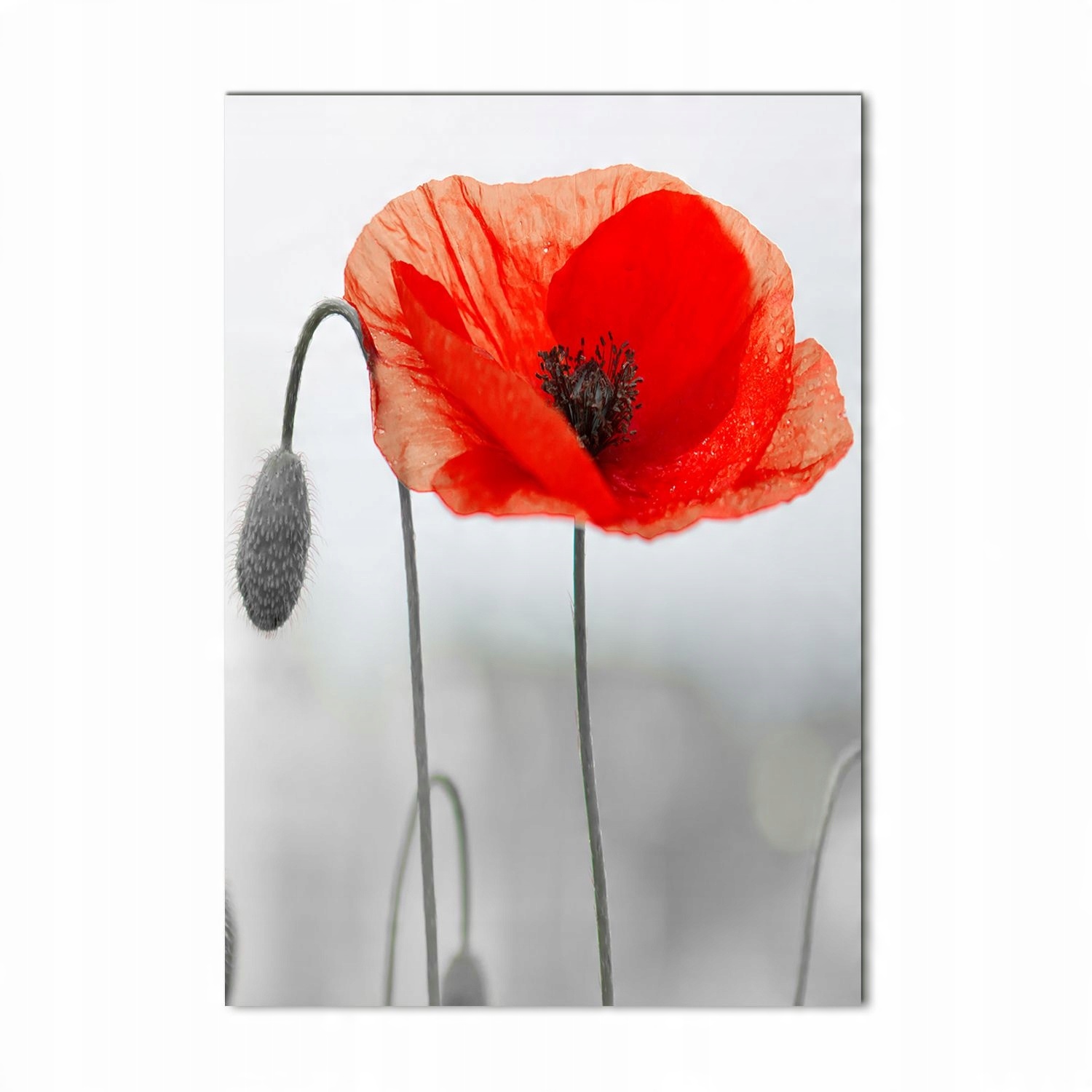 

Foto obraz akrylowy na ścianę Polne maki 70x100cm