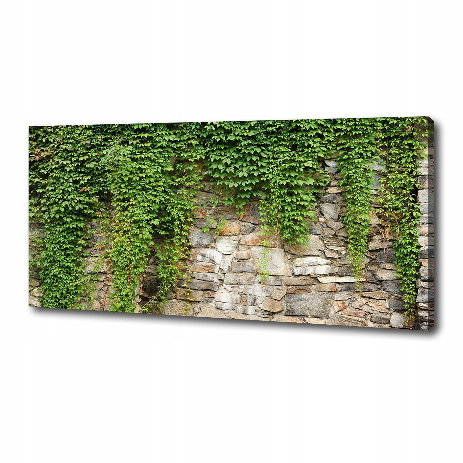 

Foto obraz na płótnie Zielony bluszcz 125x50 cm
